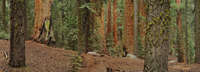 Giant Sequoia Grove, Sequoia National Park