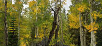 Aspen Color, Lake Tahoe, CA