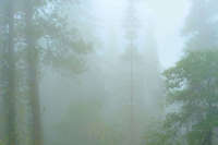 Mist, Sequoia National Park