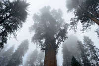 Giant Sequoia, Sequoia National Park