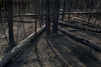 Controlled Burn in Yellowstone National Park, Wyoming
