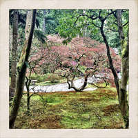 Japanese Gardens, Seattle